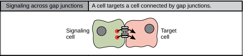 Gap junctions signaling