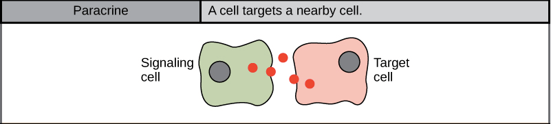 Paracrine signaling