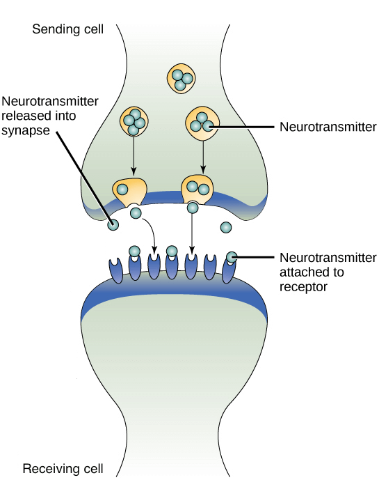 Synaptic signaling