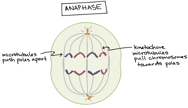 Anaphase