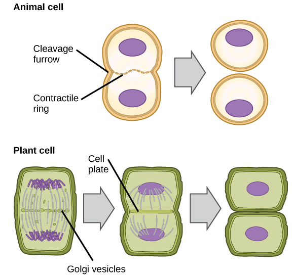 Animal and plant cytokinesis