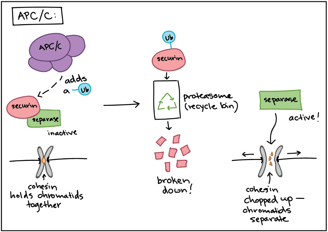 APC/C process