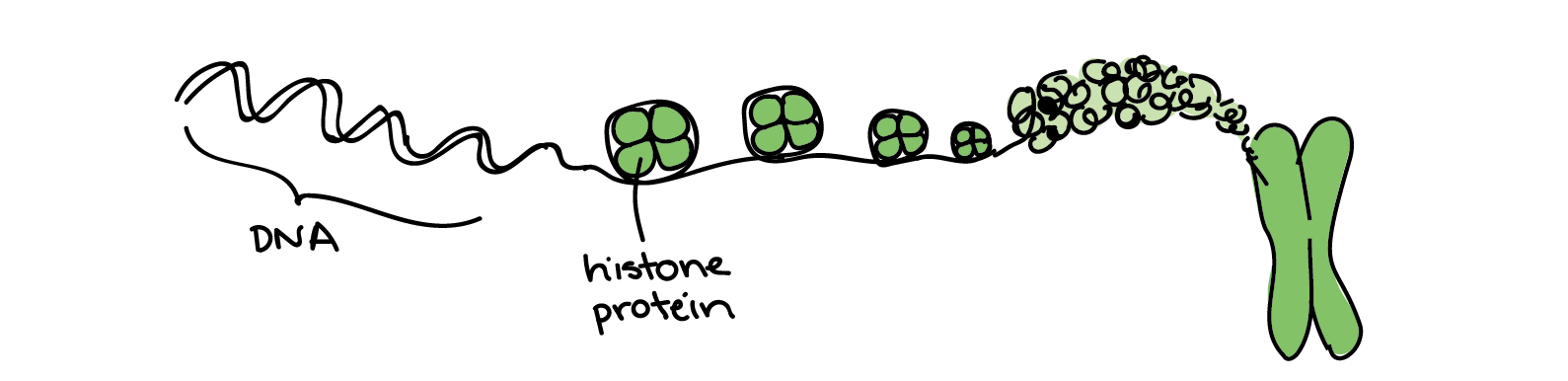 DNA and histones