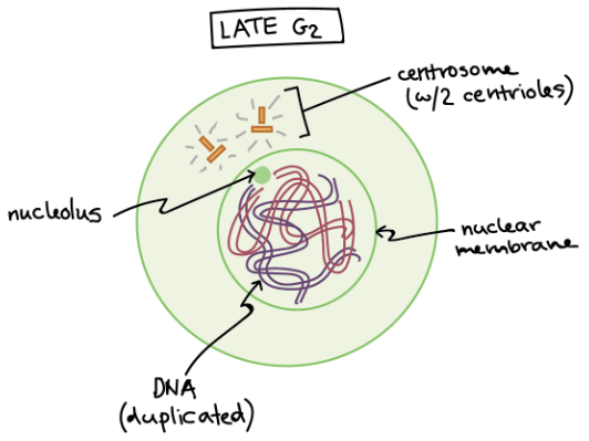 G2 before mitosis