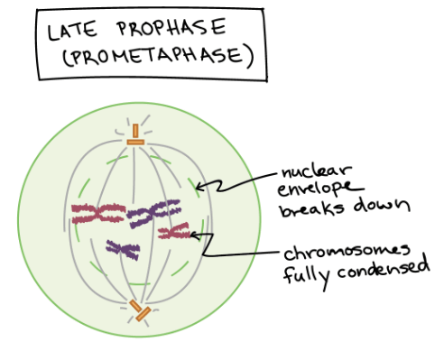 Late prophase