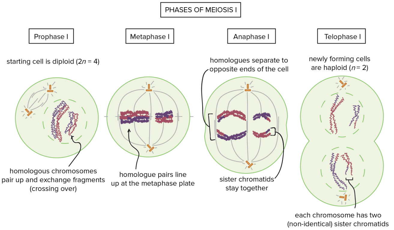 Meiosis I