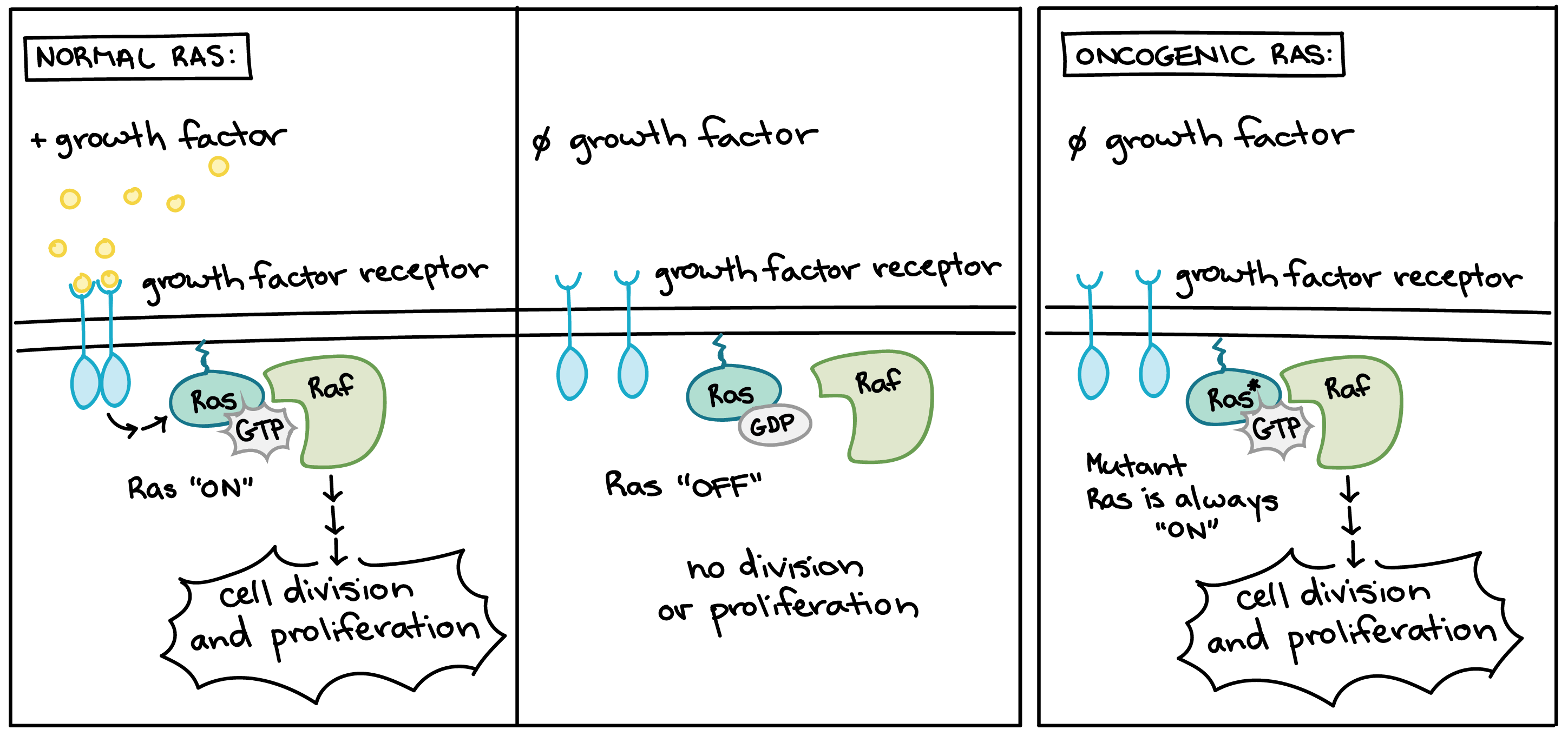 Oncogenes examples