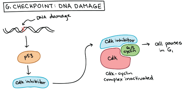 p53 workflow