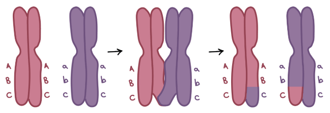 Prophase I