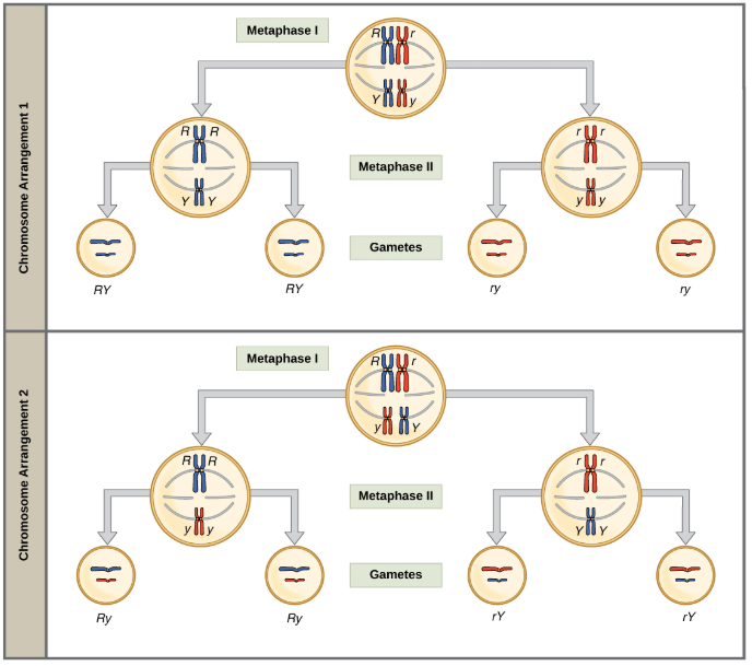 Chromosome arrangement