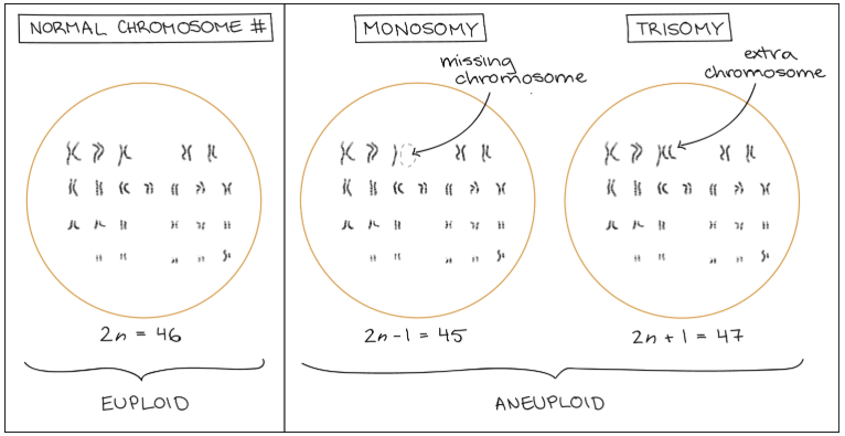 Euploid and aneuploid