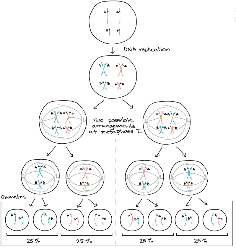 Gene separation in meiosis