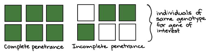 Incomplete penetrance