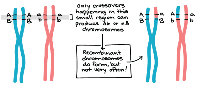 Linked assort independently