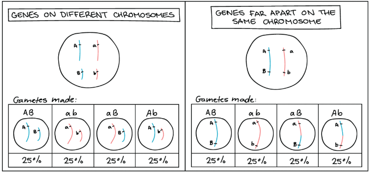 Meiosis in assort independently