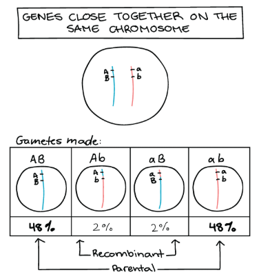 Meiosis in linked