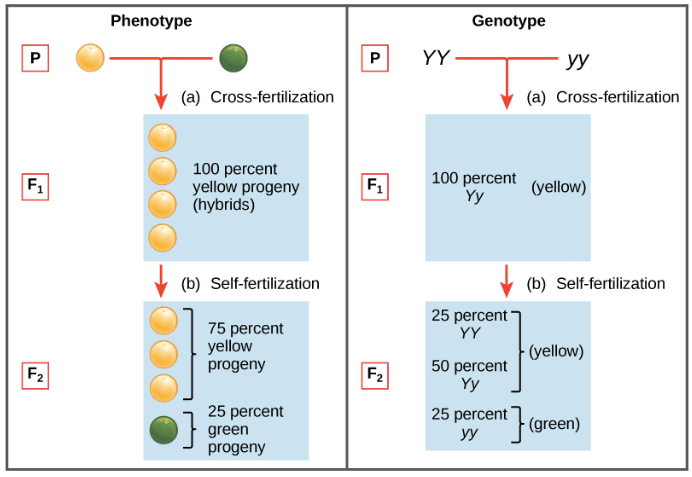 Mendel's model of inheritance