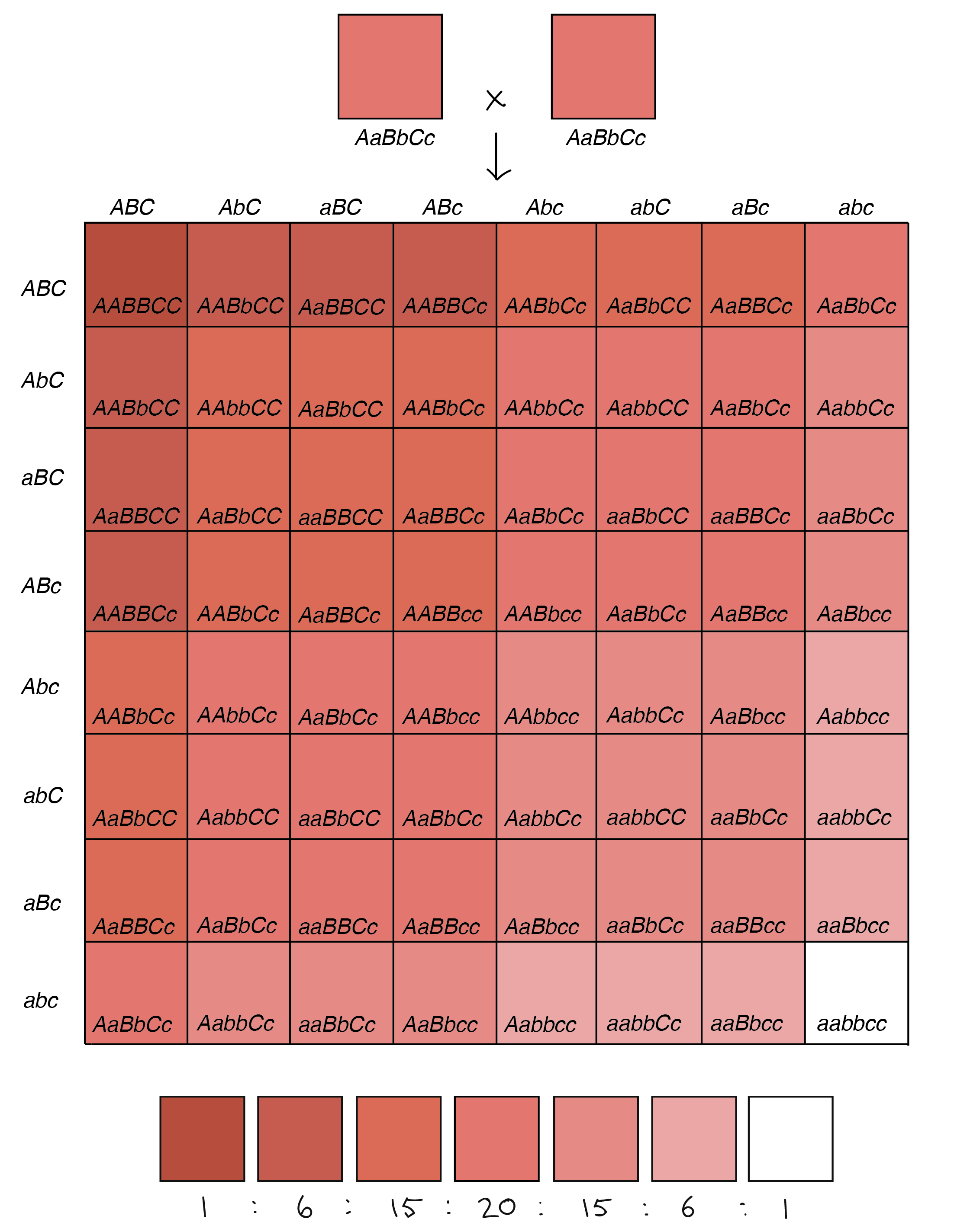 Polygenic inheritance wheat kernel