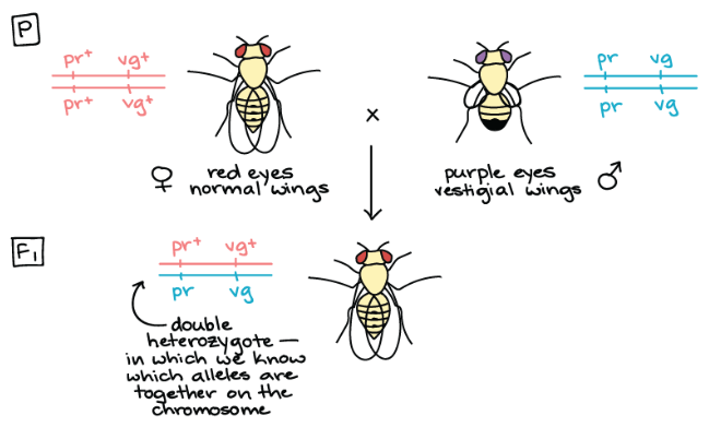 Preparation for recombination frequency