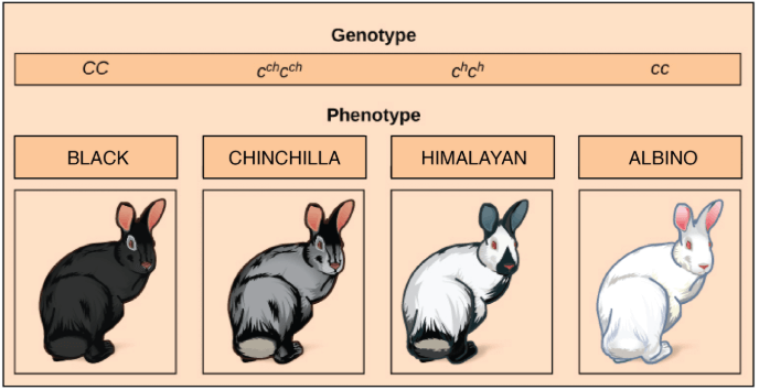 Rabbit coat color alleles