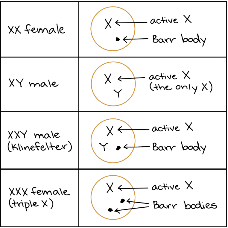 X-inactivation