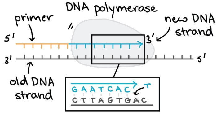 DNA polymerase