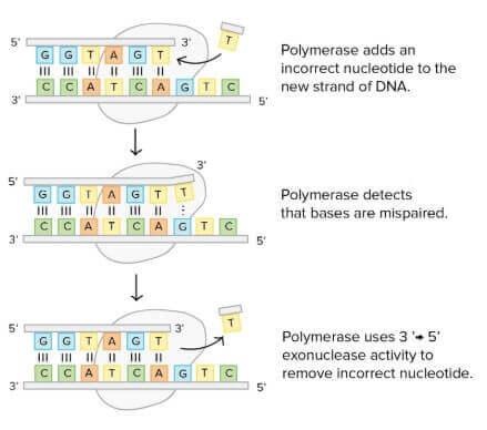 DNA polymerase proofreading