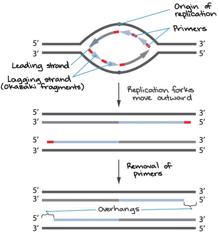 end replication problem