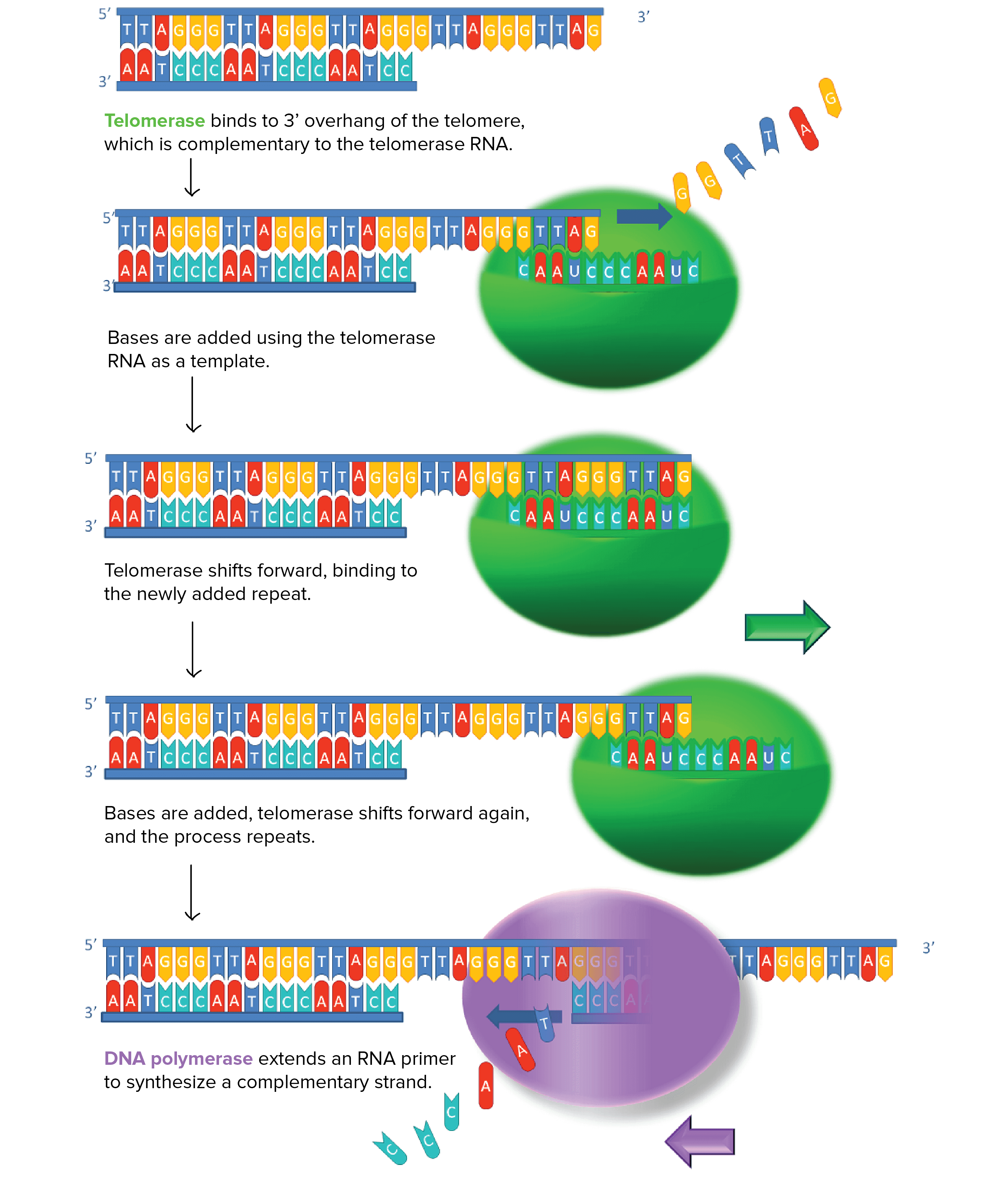 telomerase