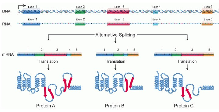 Alternative splicing