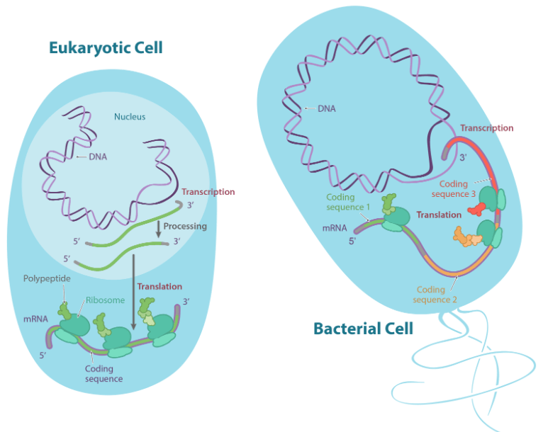 Initiation in bacteria