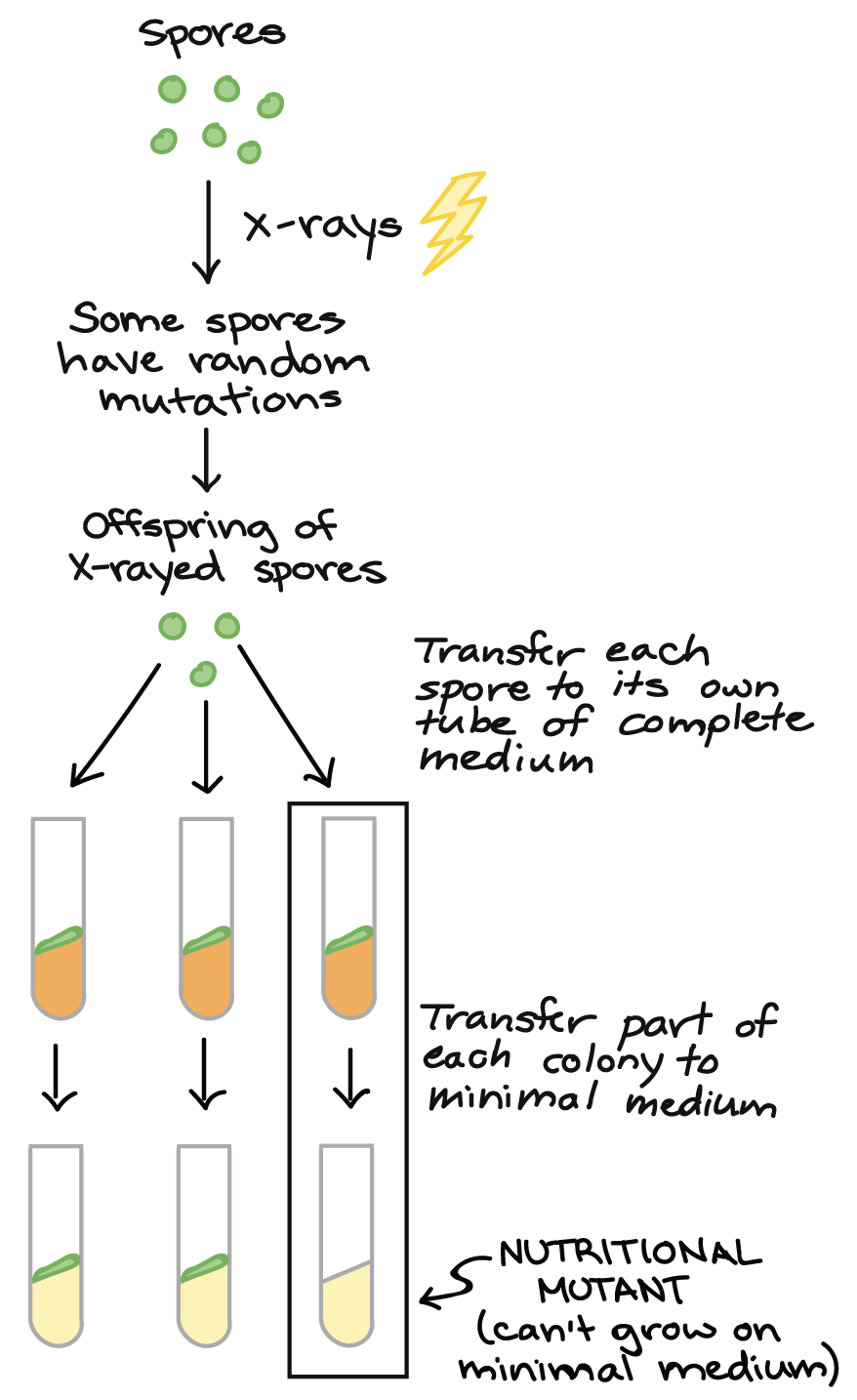 Beadle and Tatum's experiment