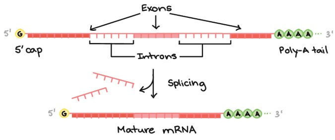 Eukaryotic RNA modification