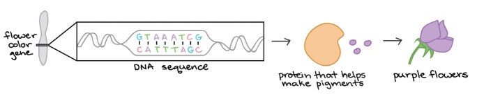 Flower color gene (DNA) → Flower color protein (functional product)