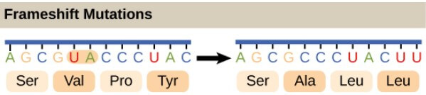 Frameshift mutations