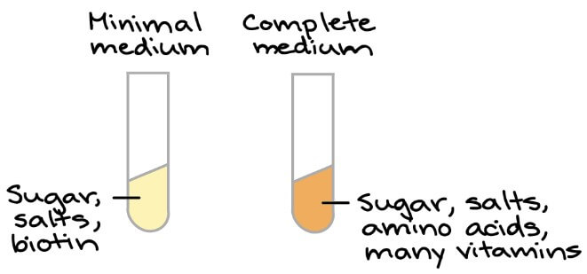 Minimal and complete medium