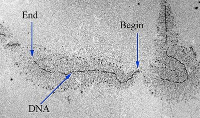 Multiple transcription