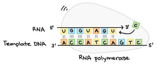 RNA polymerase