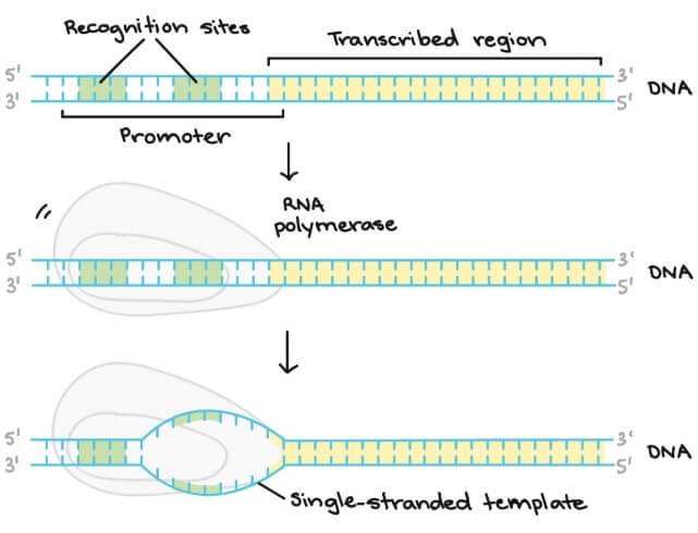 Transcription initiation