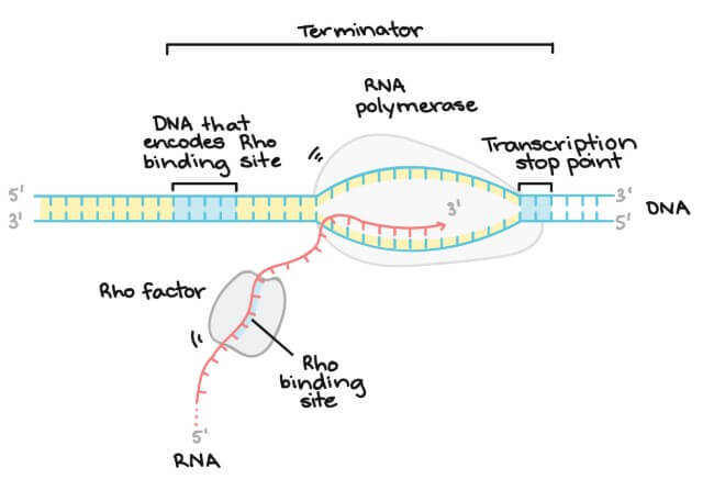 Rho-dependent termination