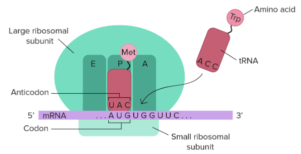 Transfer RNAs