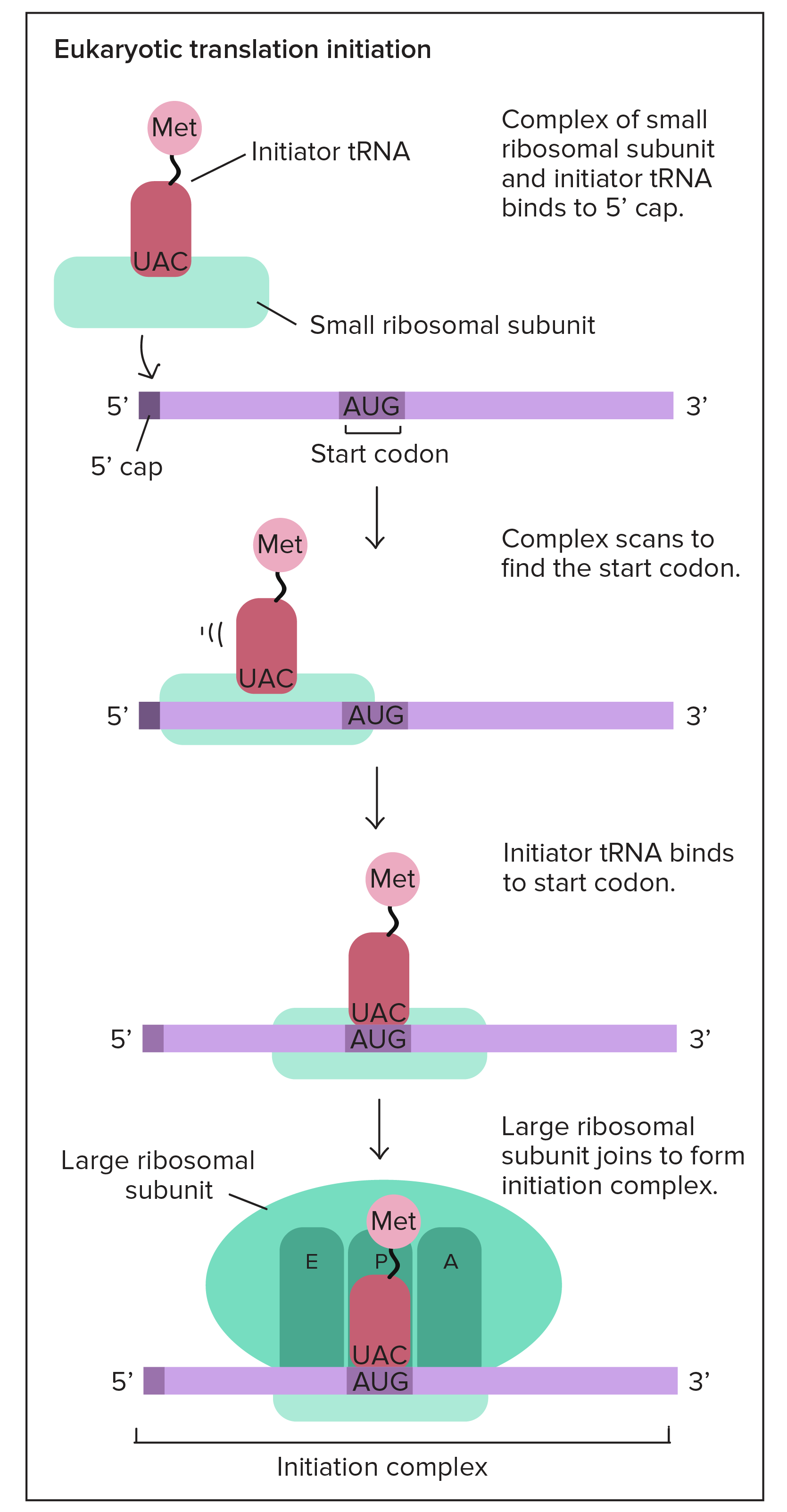 Translation initiation