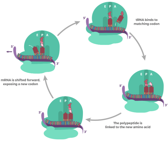 Translation workflow