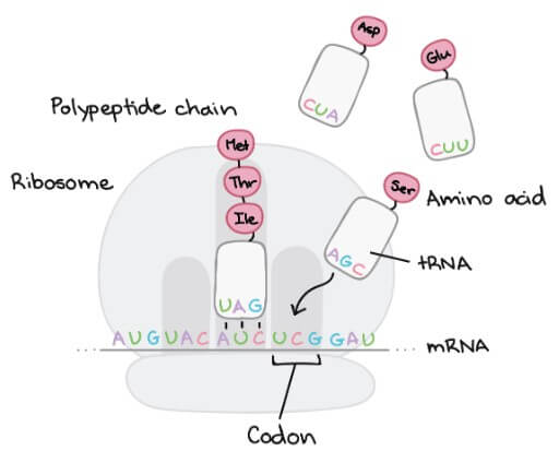 tRNA working