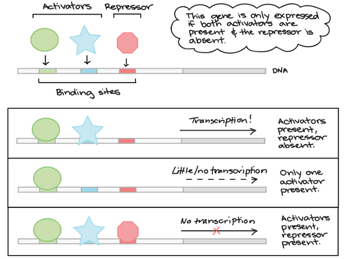 Combinatorial regulation