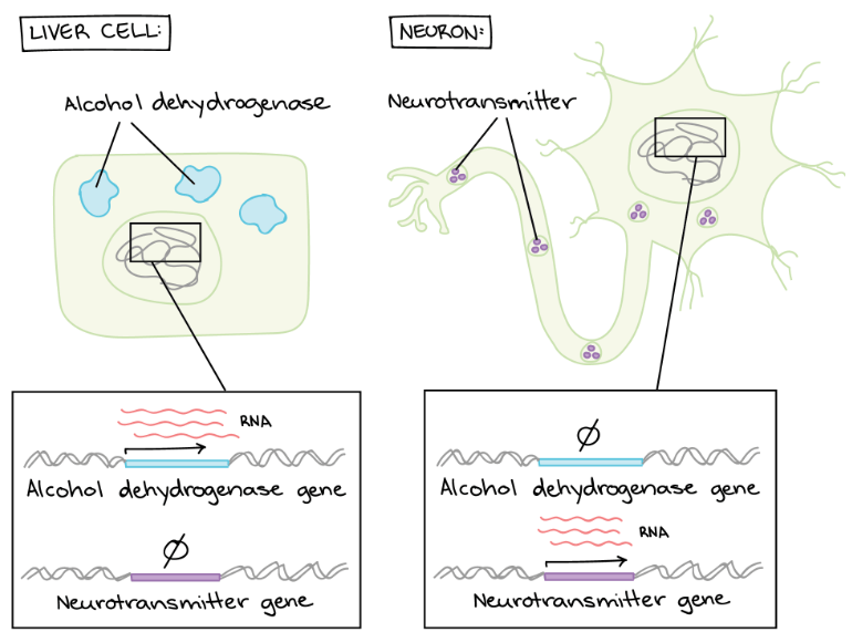 Gene regulation examples