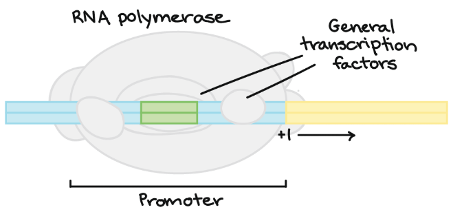 Promoter site