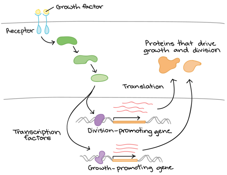 Turn on gene expression