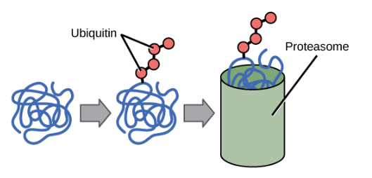 Ubiquitination