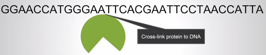 ChIP-Seq Step 1